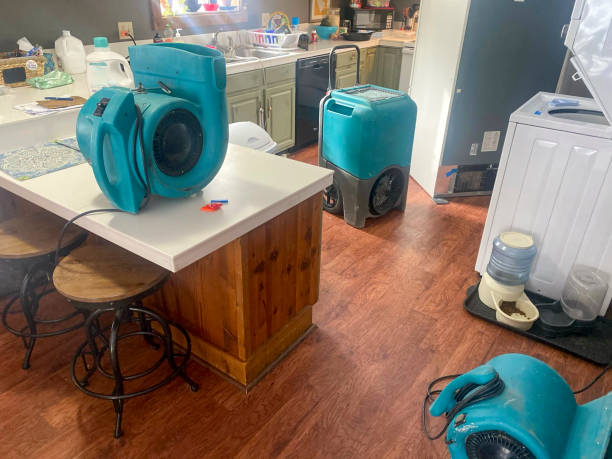 Best Mold removal after water damage  in West Rancho Dominguez, CA