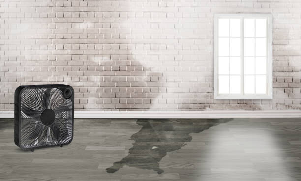 Best Water damage restoration near me  in West Rancho Dominguez, CA